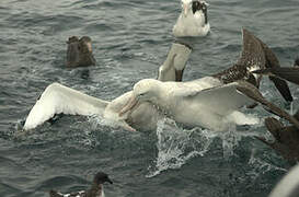 Antipodean Albatross