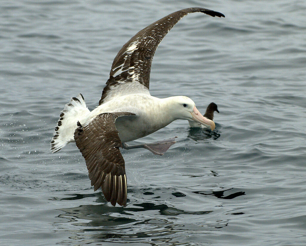 Antipodean Albatross