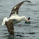 Albatros des Antipodes