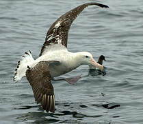 Antipodean Albatross