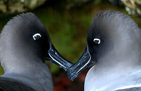 Light-mantled Albatross