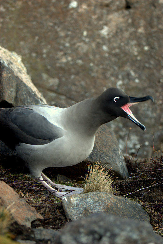 Light-mantled Albatross