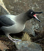 Light-mantled Albatross