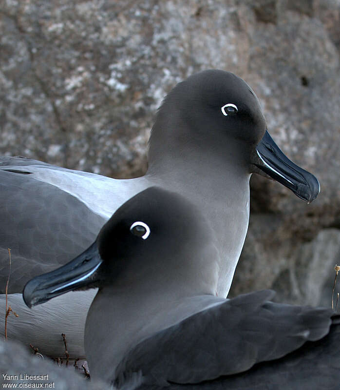 Light-mantled Albatrossadult breeding, close-up portrait