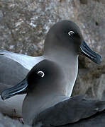 Light-mantled Albatross