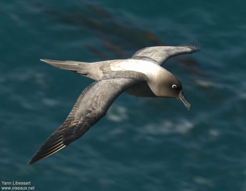 Albatros fuligineux, Vol
