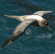 Light-mantled Albatross