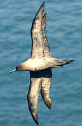 Light-mantled Albatross