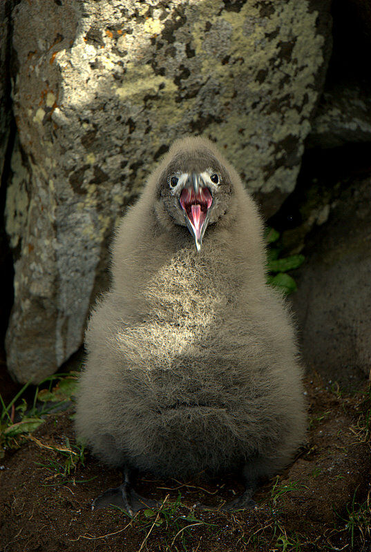 Light-mantled Albatross