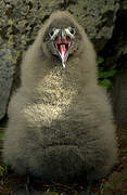 Light-mantled Albatross