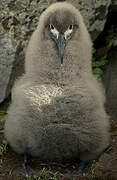 Light-mantled Albatross