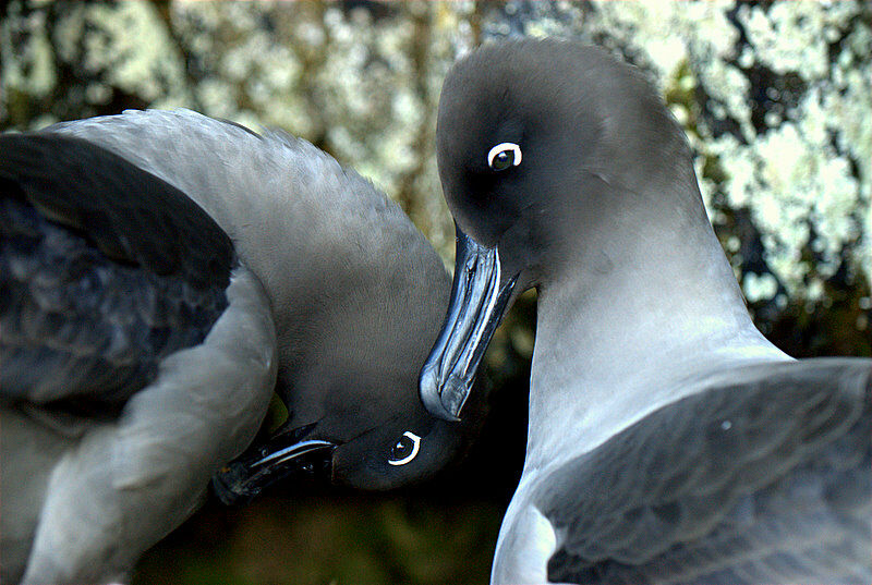 Light-mantled Albatross