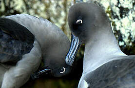 Light-mantled Albatross