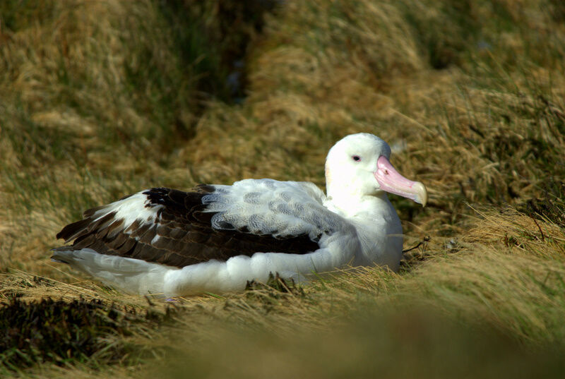 Albatros hurleur