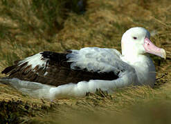 Snowy Albatross