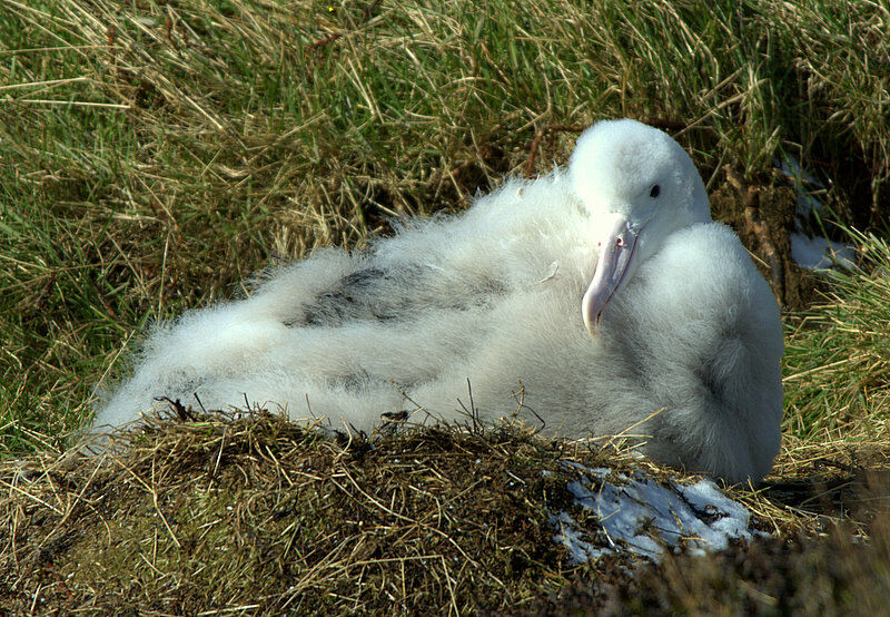 Snowy Albatross