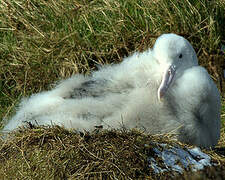 Albatros hurleur