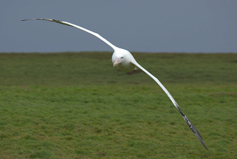 Snowy Albatross