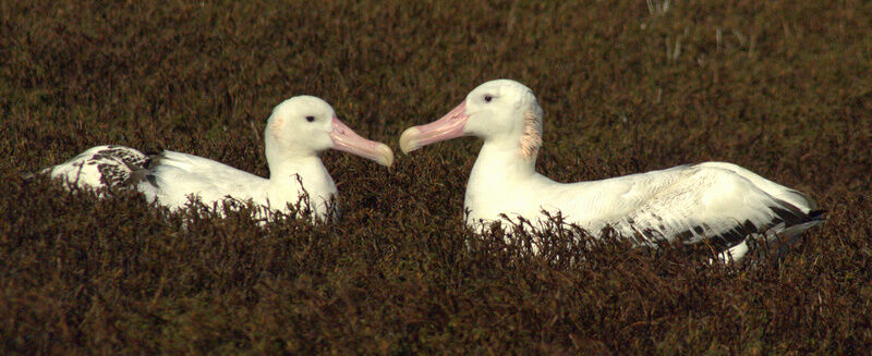 Snowy Albatross