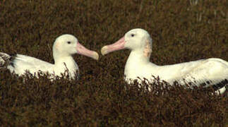 Wandering Albatross