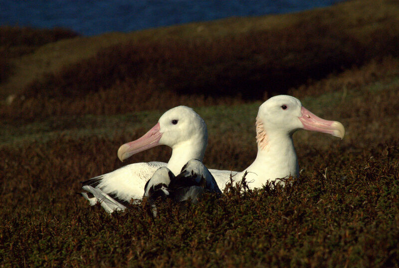 Snowy Albatross