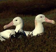 Snowy Albatross