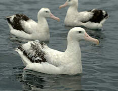 Snowy Albatross