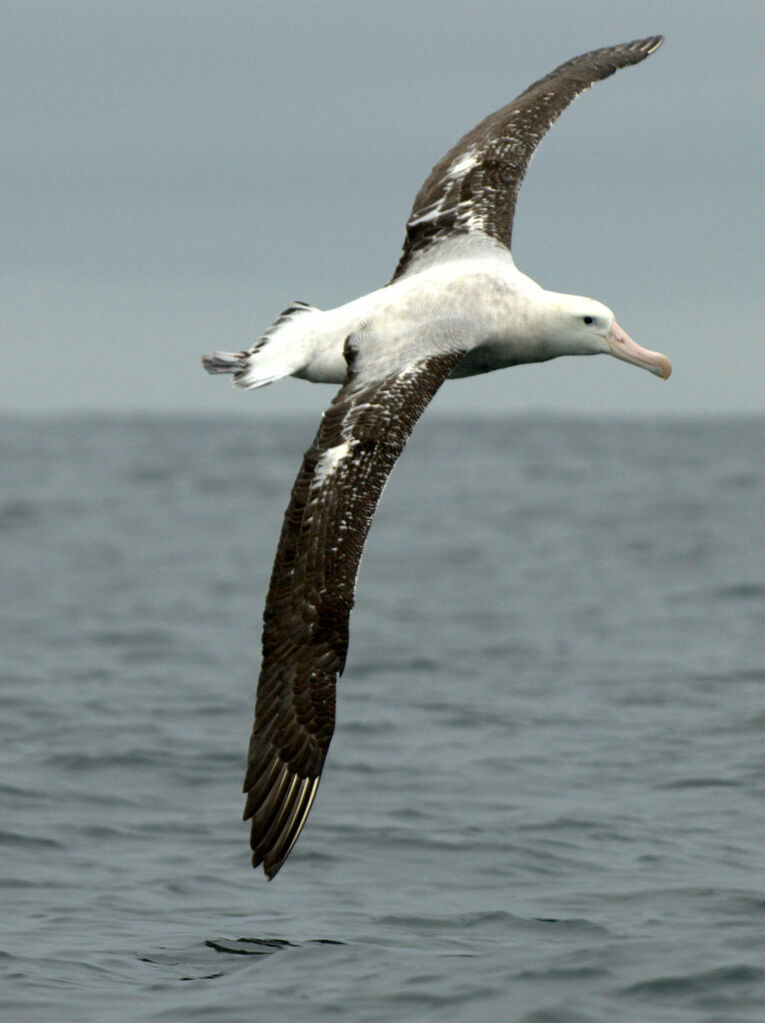 Snowy Albatross