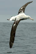 Snowy Albatross