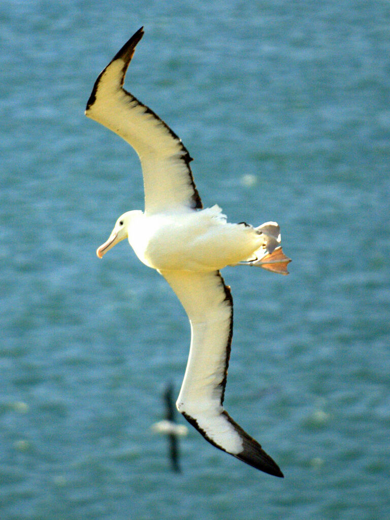 Northern Royal Albatross