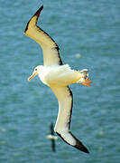 Northern Royal Albatross