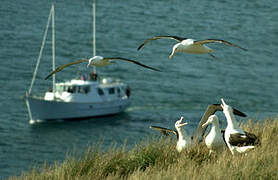 Northern Royal Albatross