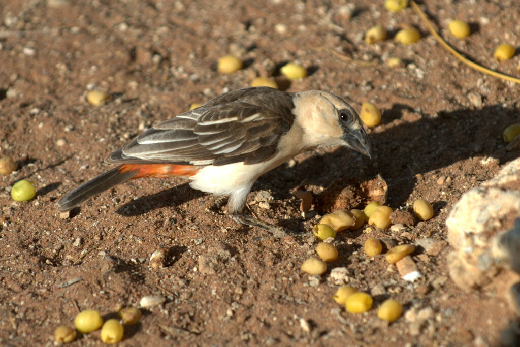 White-headed Buffalo Weaver