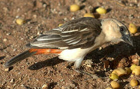 White-headed Buffalo Weaver