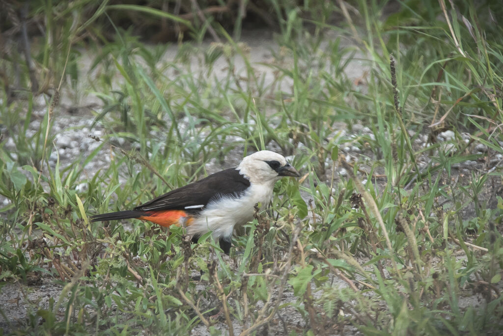 White-headed Buffalo Weaver