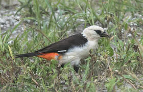 White-headed Buffalo Weaver