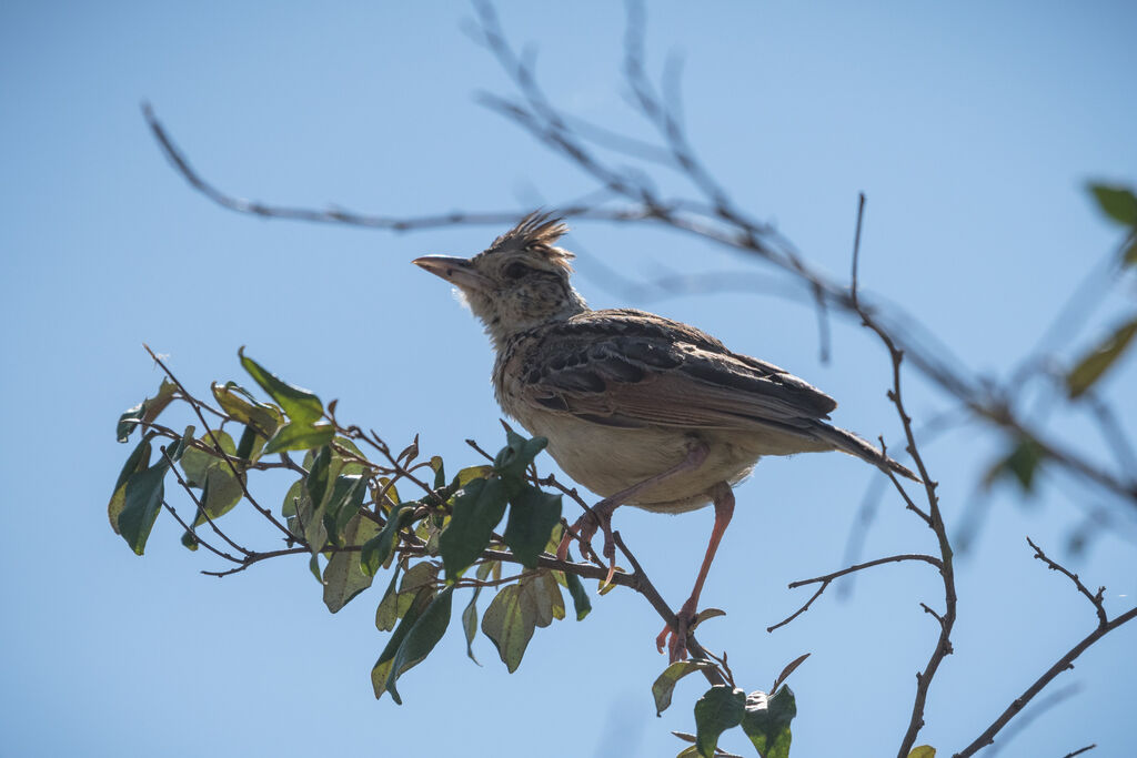 Rufous-naped Lark