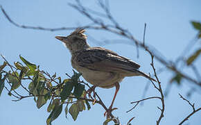 Rufous-naped Lark