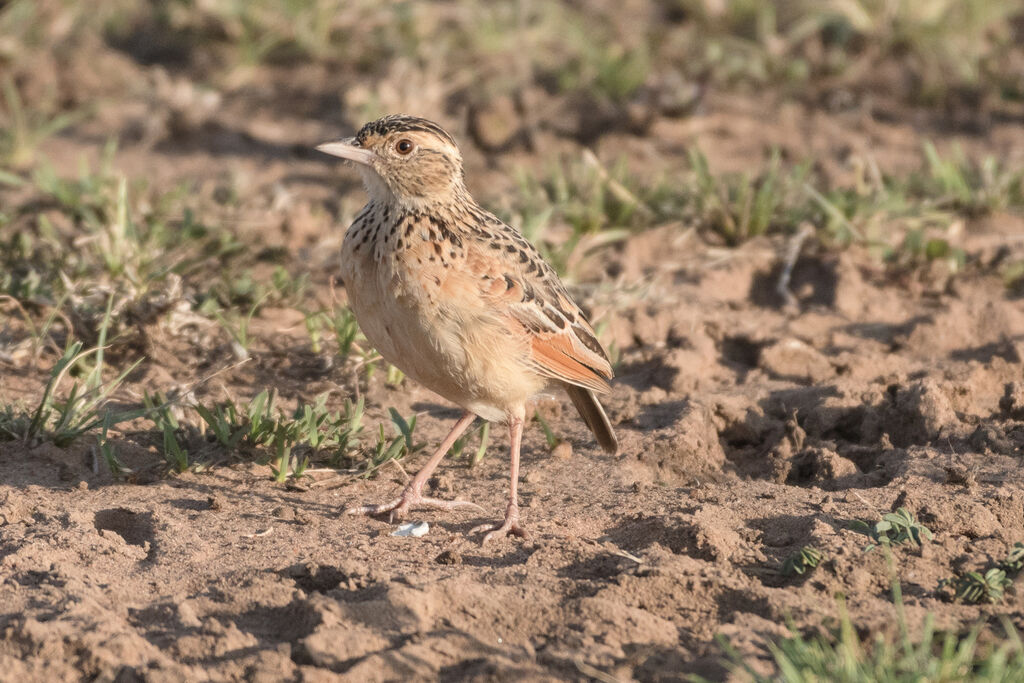 Rufous-naped Lark