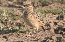 Rufous-naped Lark