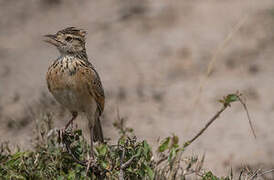 Rufous-naped Lark