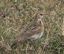 Red-capped Lark