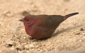 Red-billed Firefinch