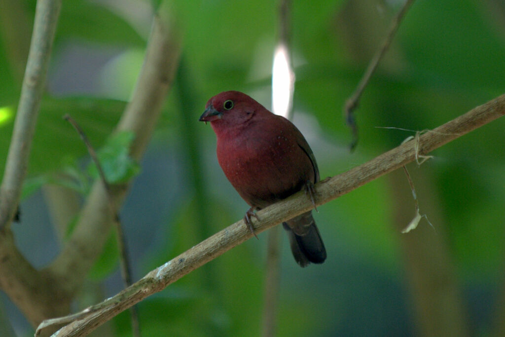 Red-billed Firefinch