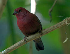 Red-billed Firefinch