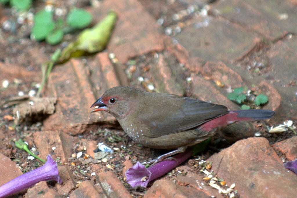 Red-billed Firefinch