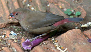 Red-billed Firefinch