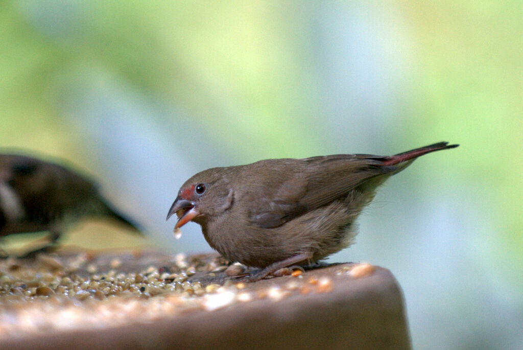 Red-billed Firefinch