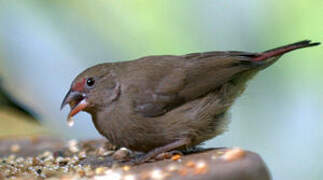 Red-billed Firefinch