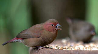 Red-billed Firefinch